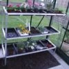 Halls Greenhouses Seed Tray 3 Tier X 15 Trays